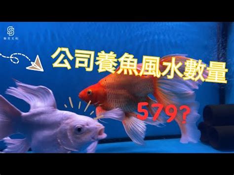 生肖養魚數量|養魚的數目與魚缸的講究